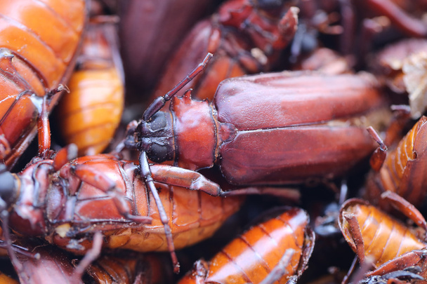 Bokböceği veya böcek ve adına yapılan bilimsel olarak kök-bori - Fotoğraf, Görsel