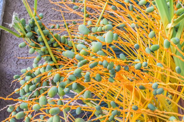 насіння пальми на дереві
 - Фото, зображення