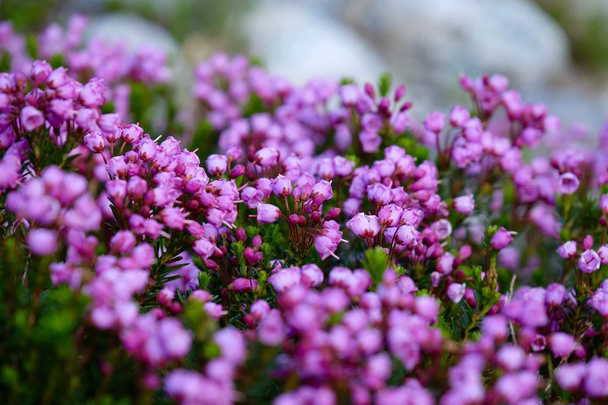 Purple alpine heather.  - Photo, Image
