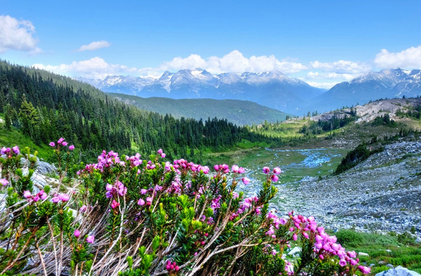 Urze alpina roxa e vale da montanha
.  - Foto, Imagem