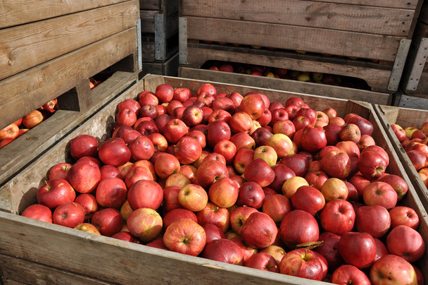Kiste mit Äpfeln - Foto, Bild