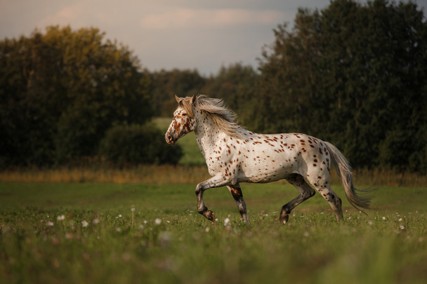 Mancha blanca en el caballo
 - Foto, imagen