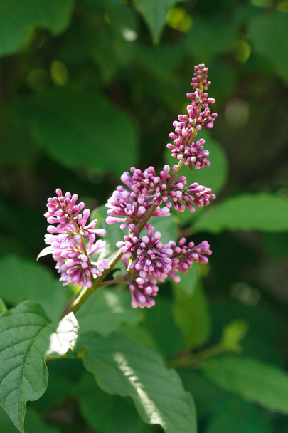Lilac Purple Twig - Photo, Image