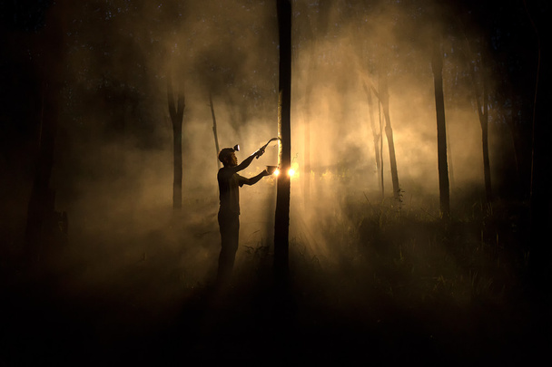 Árbol de caucho tocado por la noche
  - Foto, imagen