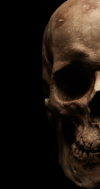 Demi crâne humain
   - Photo, image