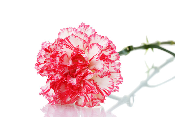 Two pink beautiful carnation isolated on white - Foto, immagini