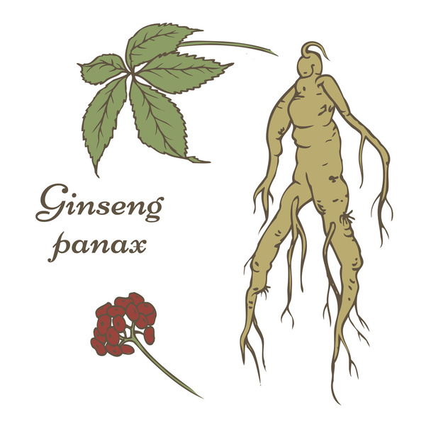 Ginseng panax set - Vector, Imagen