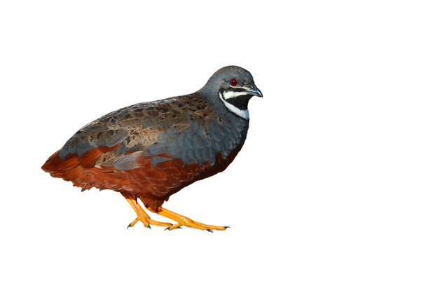 Königswachtelvogel - Foto, Bild