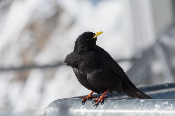 alpine chough in his sights - Photo, Image
