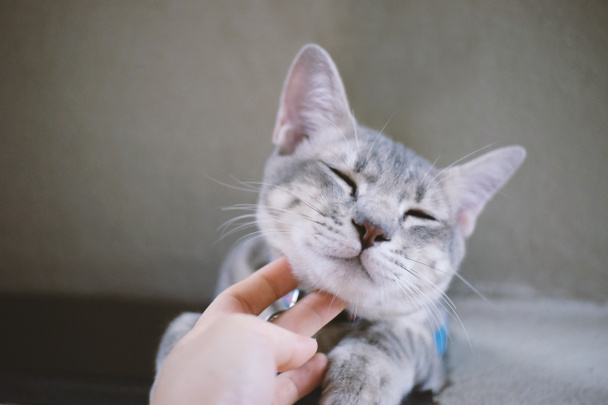 猫の首にそっと触れる手 - 写真・画像