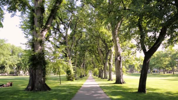 Callejón de árboles con árboles viejos en el campus universitario
. - Imágenes, Vídeo