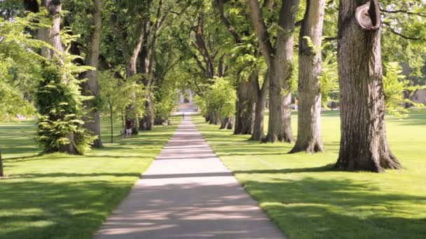 Aleja drzew starych drzew na terenie kampusu Uniwersytetu. - Materiał filmowy, wideo