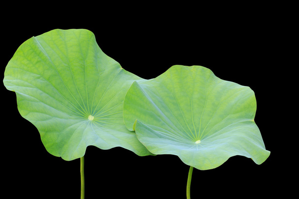 Big green lotus leaf isolated on white. Saved with clipping path - Photo, Image