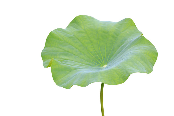 Big green lotus leaf isolated on white. Saved with clipping path - Foto, Imagem