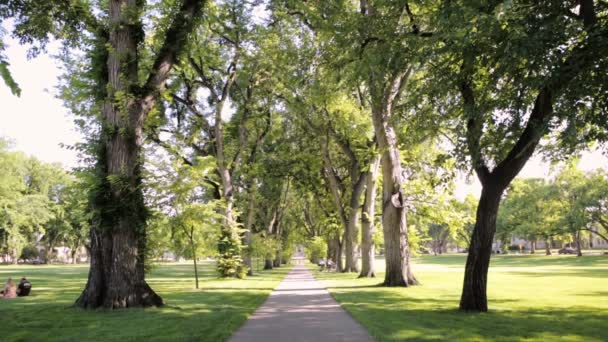 Vicolo alberato con alberi secolari nel campus universitario
. - Filmati, video