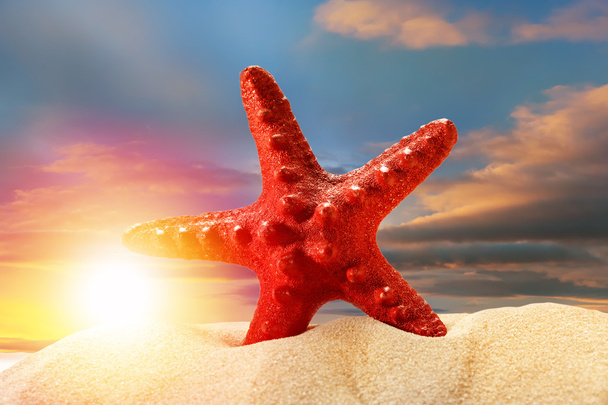 Étoile de mer dans le sable au coucher du soleil
 - Photo, image
