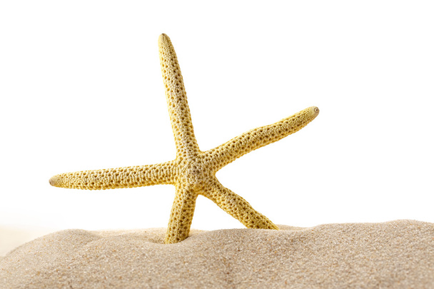 Mořská hvězda v písku - Fotografie, Obrázek