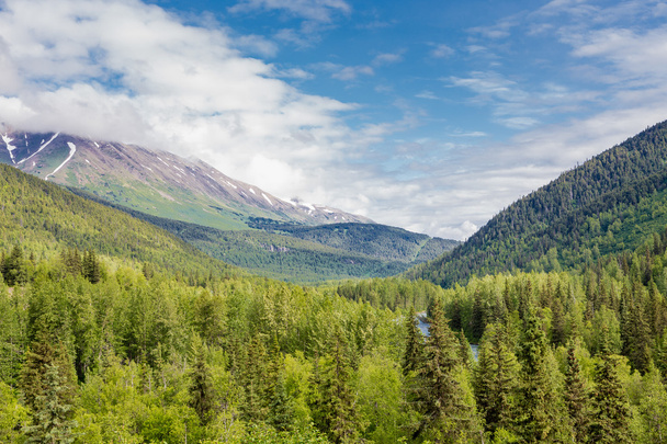 Evergreen Covered Mountains in Alaska - Foto, Imagen