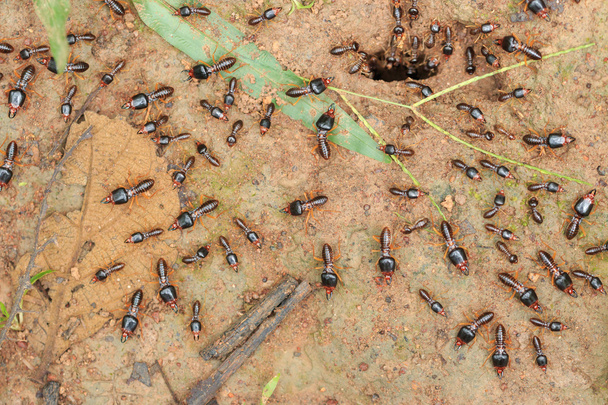 security soldier termites  - Photo, Image