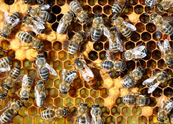 μέλισσες στο μέλι κύτταρα με η βασίλισσα των μελισσών στη μέση - Φωτογραφία, εικόνα