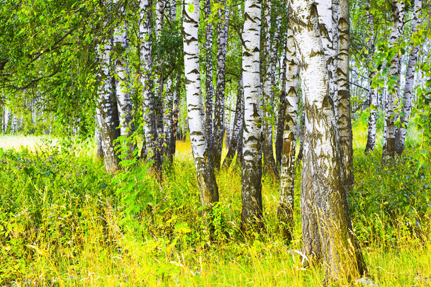 summer in birch forest - Fotografie, Obrázek