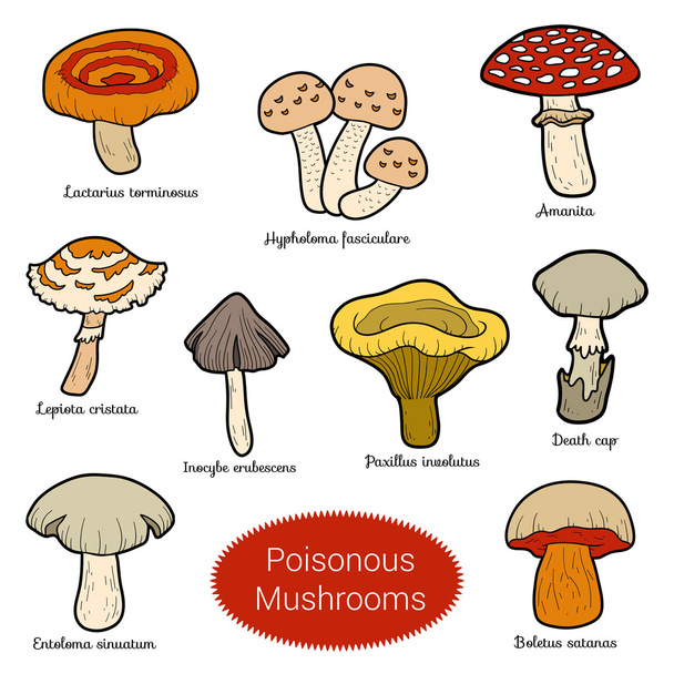 Кольоровий набір отруйних грибів
 - Вектор, зображення