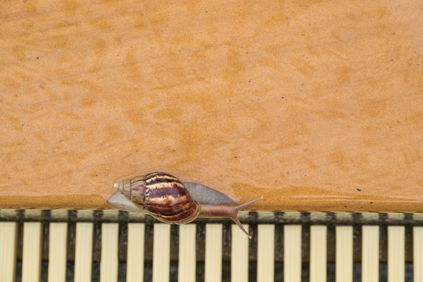 az állatok medence mellett csiga - Fotó, kép