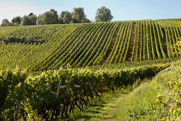 Alsace grapevines - Foto, imagen