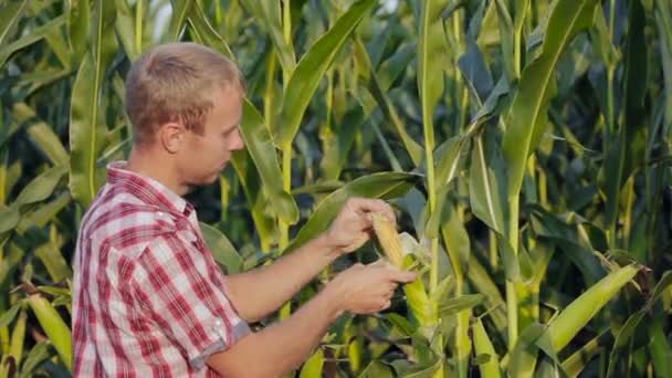 Jovem agricultor verifica o milho em maturação
. - Filmagem, Vídeo
