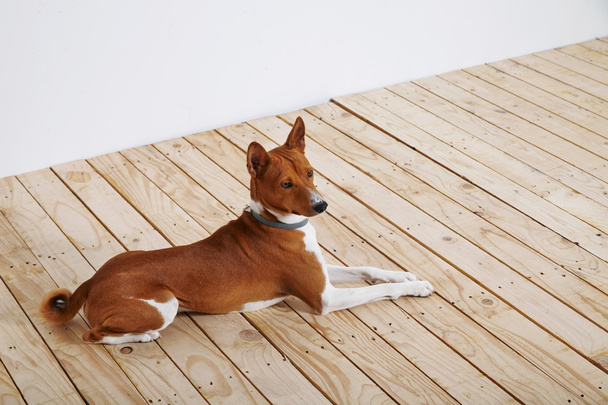 dog lying on wooden floor - Fotoğraf, Görsel