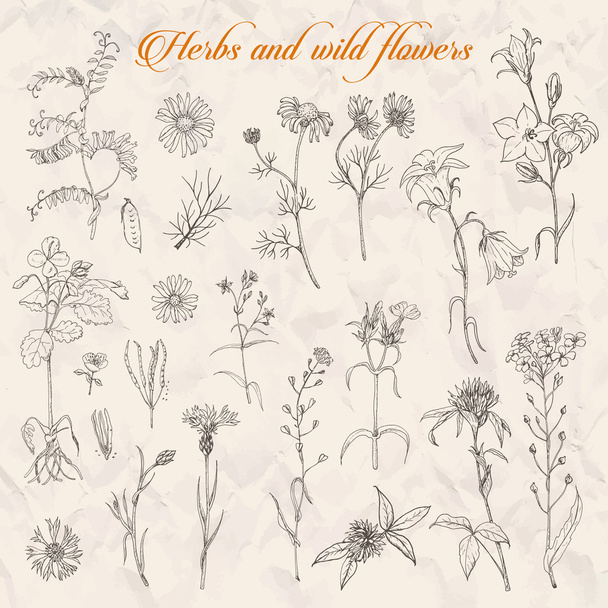 Set of isolated herbs and wild flowers - Vector, Image