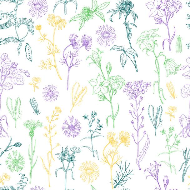 Seamless pattern with herbs and wild flowers - Vektor, Bild