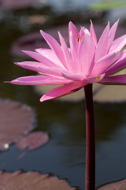bloeiende lotusbloem - Foto, afbeelding