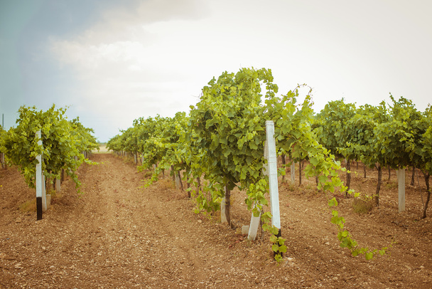 plantation vineyard. plantation vineyard - Фото, изображение