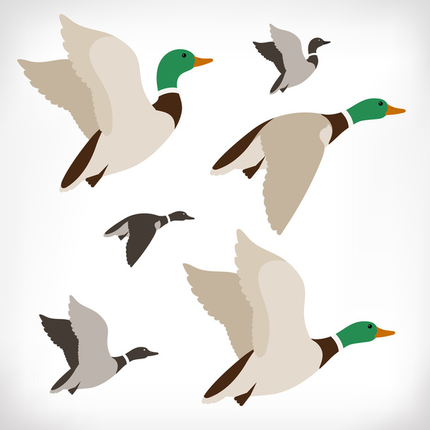 Set of flying wild ducks. Duck hunting. Mallard duck flying. Flock flying to the South. Vector illustration. - Vektor, obrázek