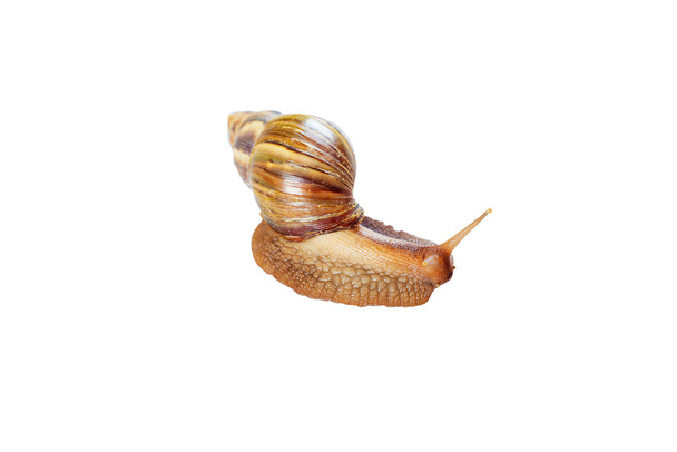 Garden snail on white background - 写真・画像