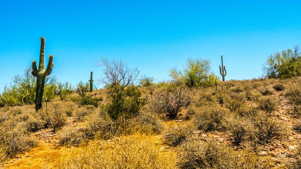 乾燥した砂漠とサグアロ サボテン米国アリゾナ州トント国有森林で - 写真・画像