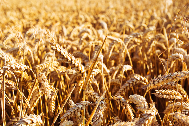 Weizenfeld. Ähren aus goldenem Weizen in Nahaufnahme. Reichhaltiges Erntekonzept - Foto, Bild