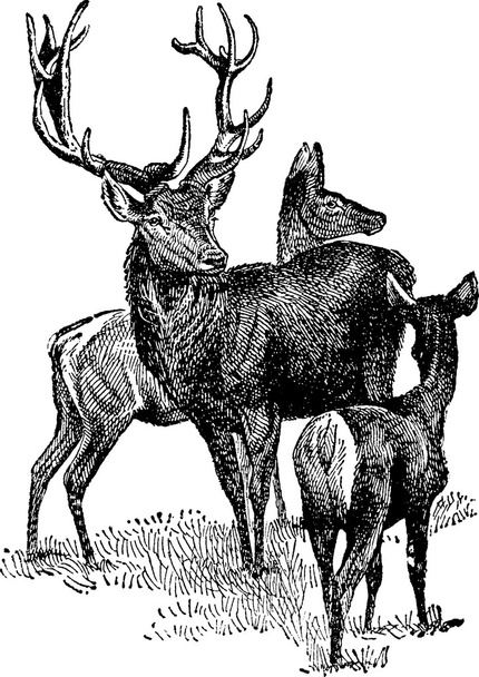 Vintage image 3 deer - Photo, Image