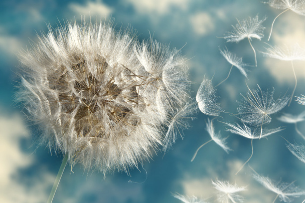 πικραλίδα χαλάρωμα σπόροι στον άνεμο - Φωτογραφία, εικόνα