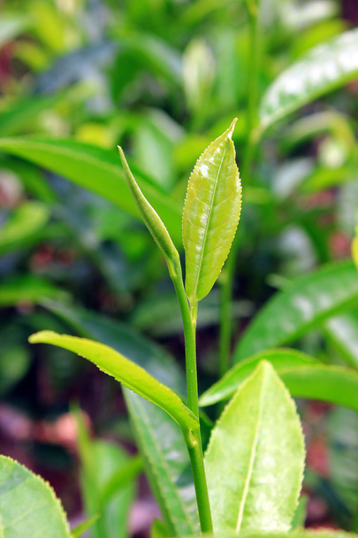 Fresh tea leaves in Darjeeling of Sikkim, India - Foto, imagen