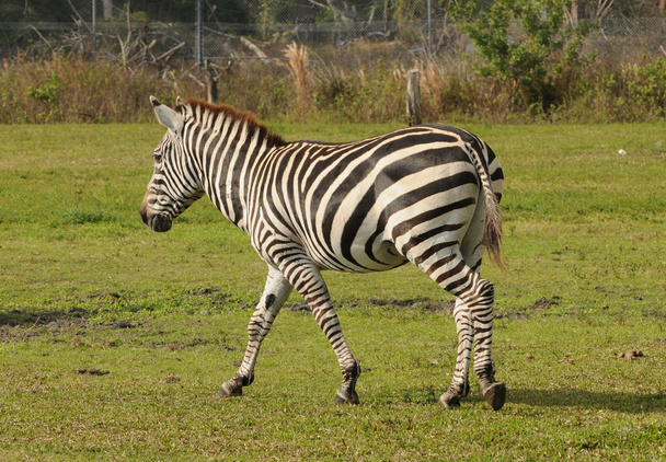 Wild zebra - 写真・画像