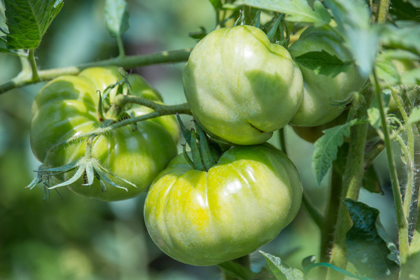 Tomatoes in the garden. Green tomatoes growing on the bush, plan - Fotó, kép