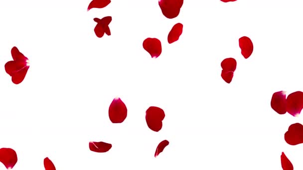 Punaiset ruusun terälehdet lentävät eristyksissä valkoisella taustalla. Video on silmukka
 - Materiaali, video