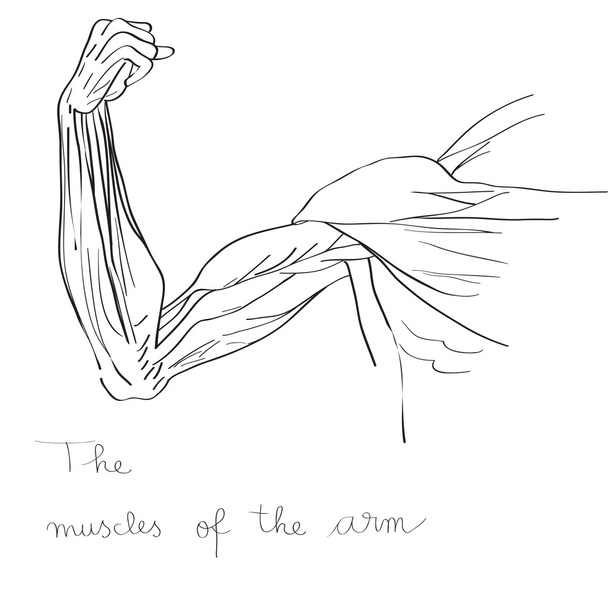 músculos del brazo
 - Foto, imagen