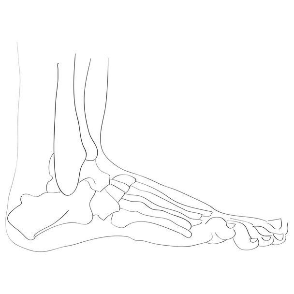 oldalirányú kilátás láb csontjai - Fotó, kép