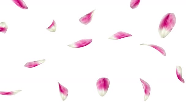 Szirmok tulipán repül a elszigetelt fehér háttér. A videó végtelenített - Felvétel, videó