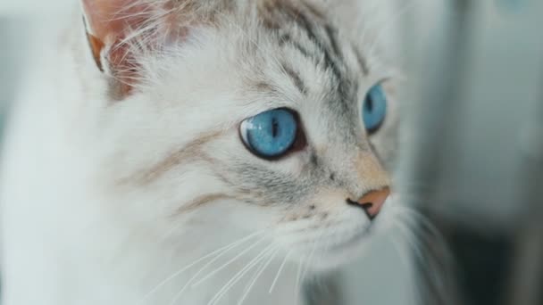 zblízka bílá kočka s modrýma očima. Pomalý pohyb. - Záběry, video