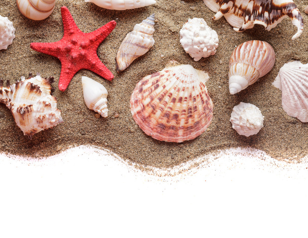 Seashells on the sand - Zdjęcie, obraz