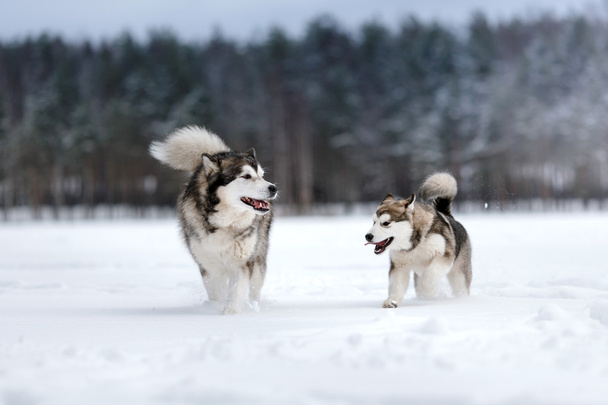 two dogs breed Alaskan Malamute walking in winter - Fotoğraf, Görsel